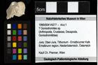 Foto (Objekt + Etiketten) von ? Goniodromites sp. 